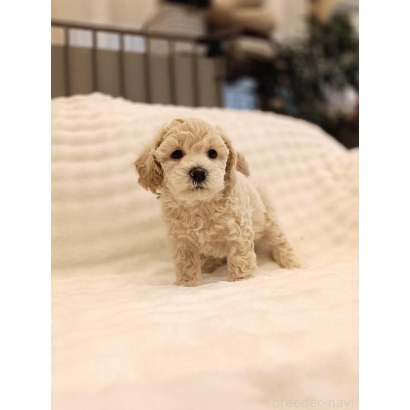 販売中の千葉県のビションプー:ビションフリーゼ×トイプードル-439259の3枚目