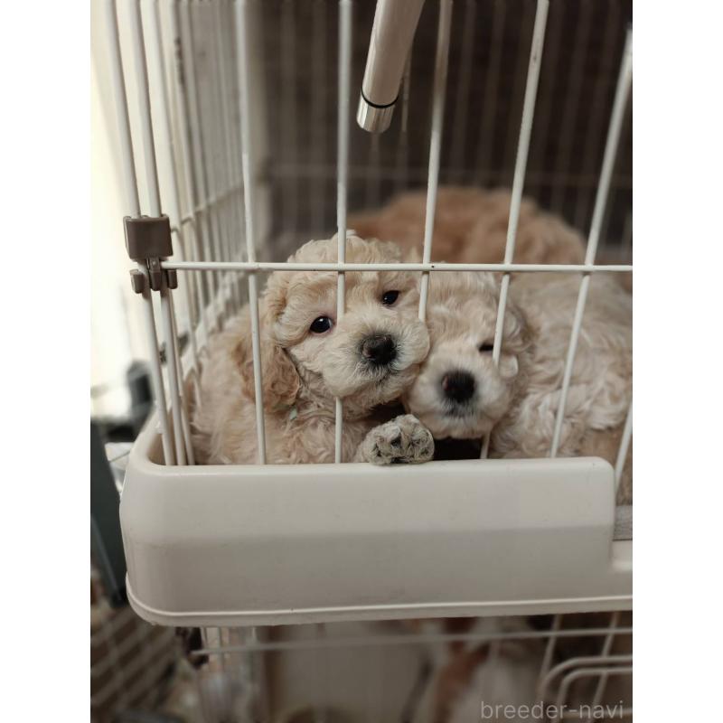 販売中の千葉県のビションプー:ビションフリーゼ×トイプードル-439259の2枚目