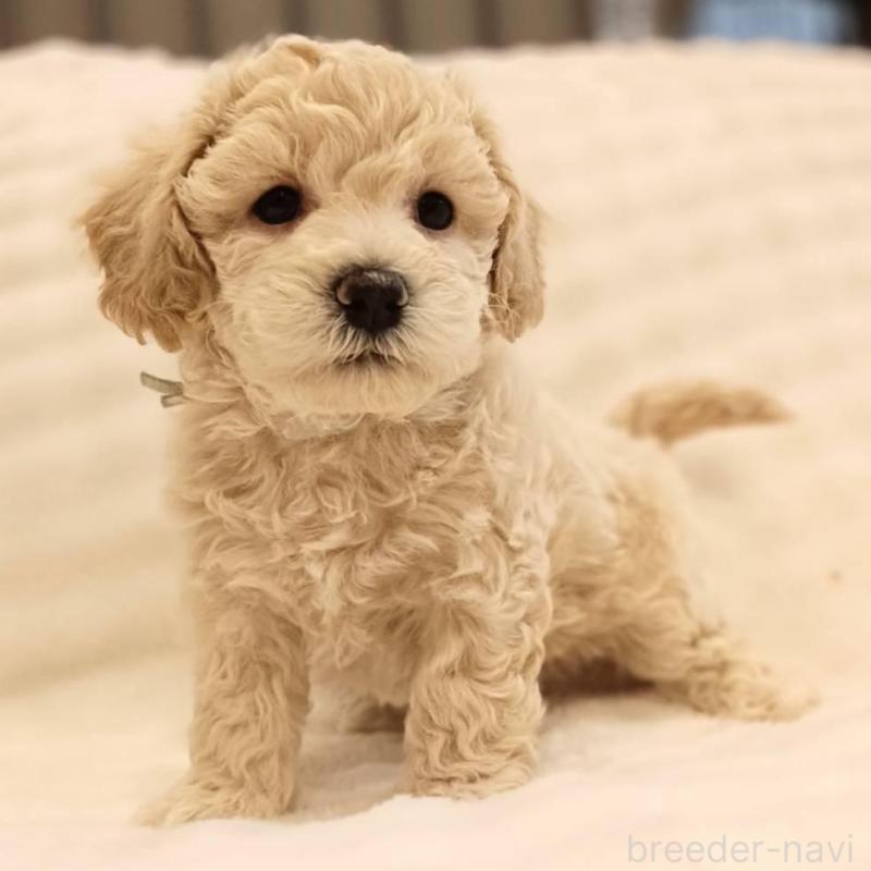 販売中の千葉県のビションプー:ビションフリーゼ×トイプードル-439259の1枚目