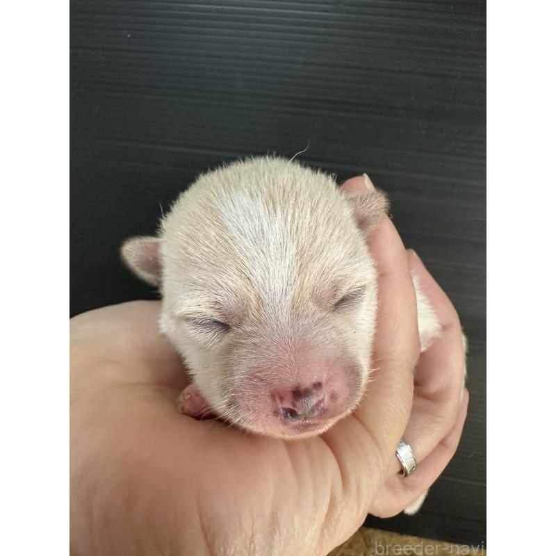 販売中の福岡県のミックス犬-439261の1枚目