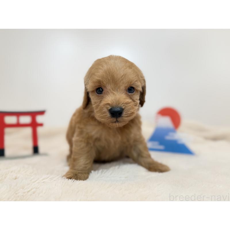 販売中の山口県のダップー:ミニチュアダックスフンド×トイプードル-439262の2枚目