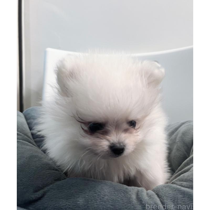 販売中の東京都のポメラニアン-439263の1枚目