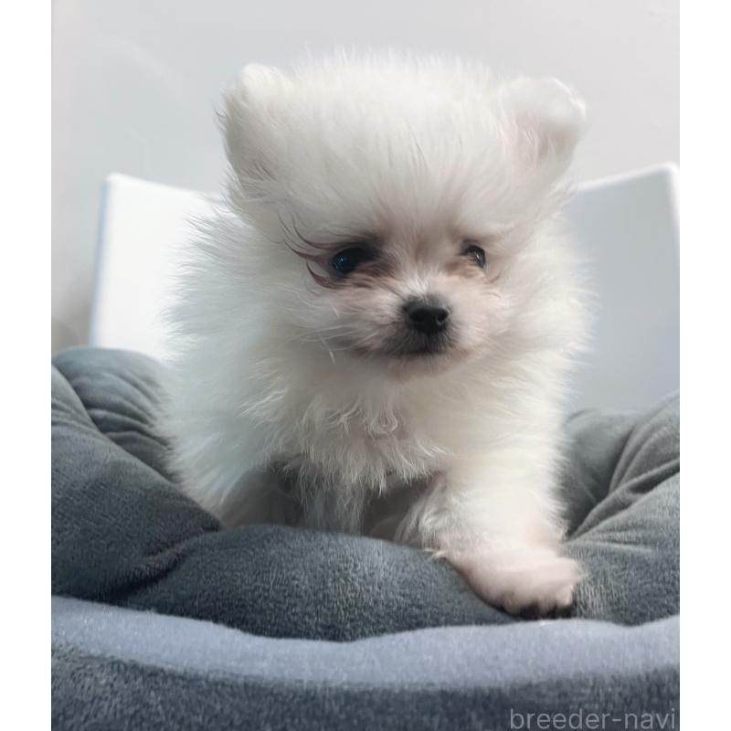 販売中の東京都のポメラニアン-439263の5枚目