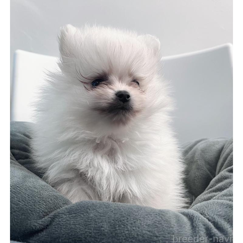 販売中の東京都のポメラニアン-439263の4枚目