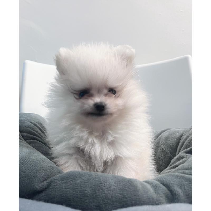 販売中の東京都のポメラニアン-439263の2枚目