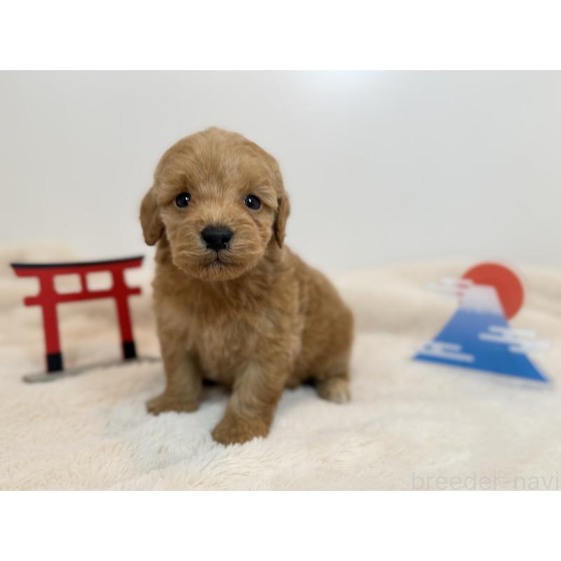 販売中の山口県のダップー:ミニチュアダックスフンド×トイプードル-439266の3枚目