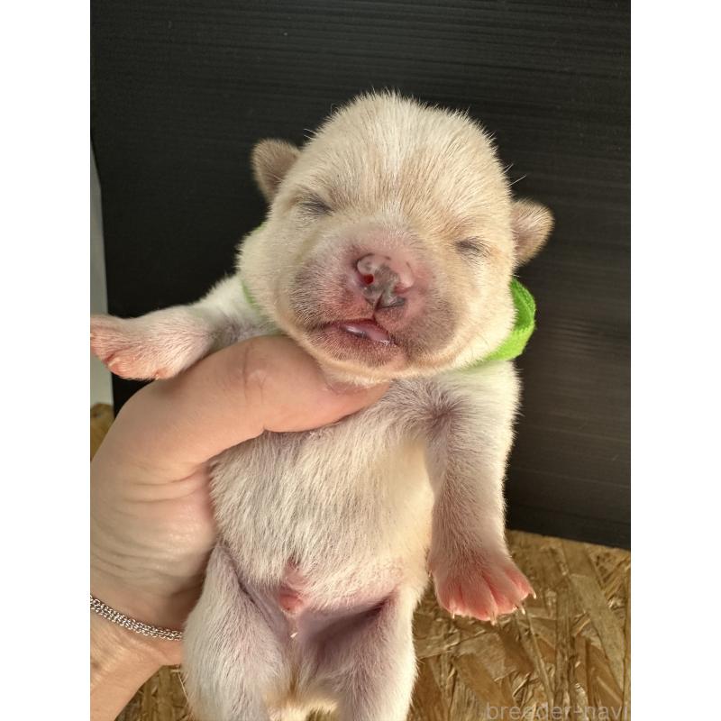 販売中の福岡県のミックス犬-439265