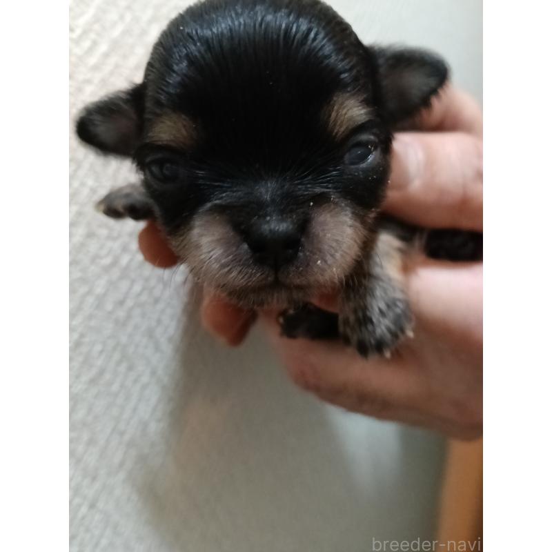 販売中の千葉県のチワワ(ロングコート)-439270の9枚目