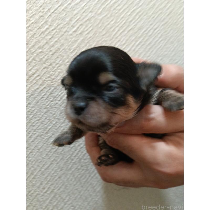 販売中の千葉県のチワワ(ロングコート)-439270の7枚目