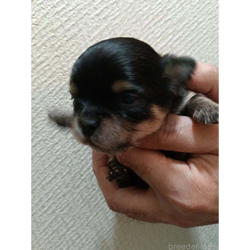 販売中の千葉県のチワワ(ロングコート)-439270の6枚目