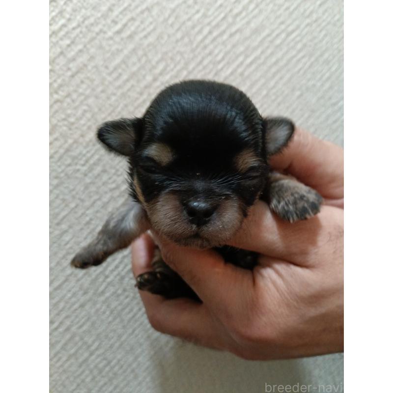 販売中の千葉県のチワワ(ロングコート)-439270の5枚目