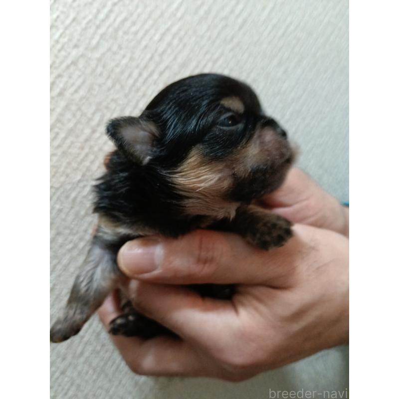 販売中の千葉県のチワワ(ロングコート)-439270の4枚目