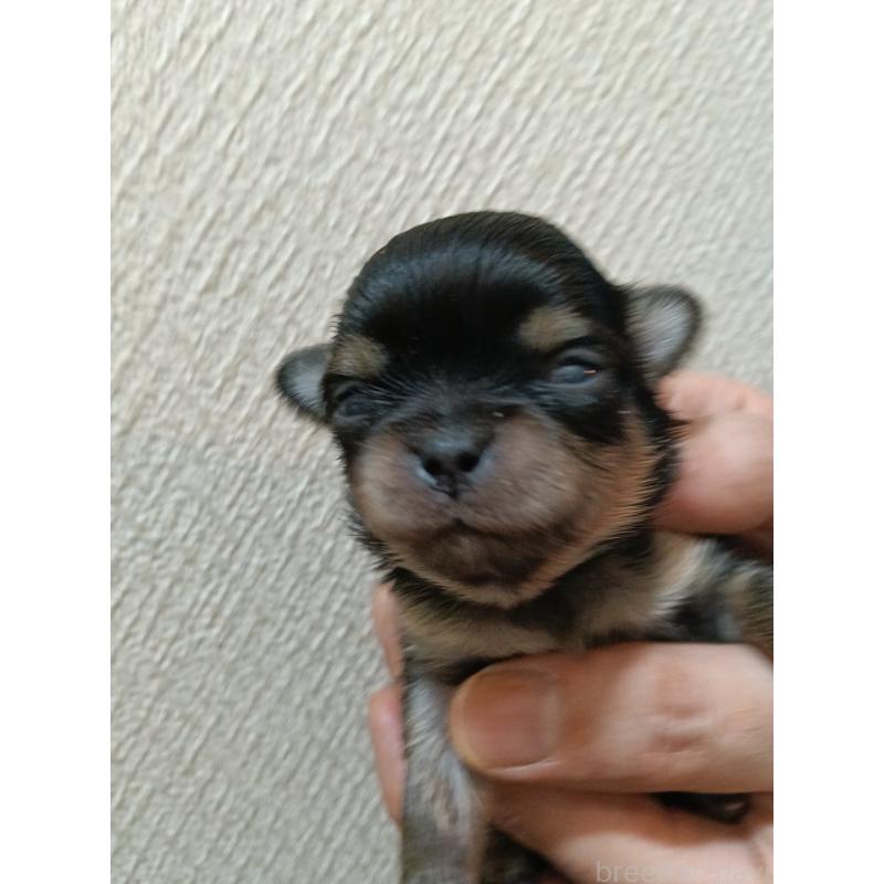 販売中の千葉県のチワワ(ロングコート)-439270の3枚目