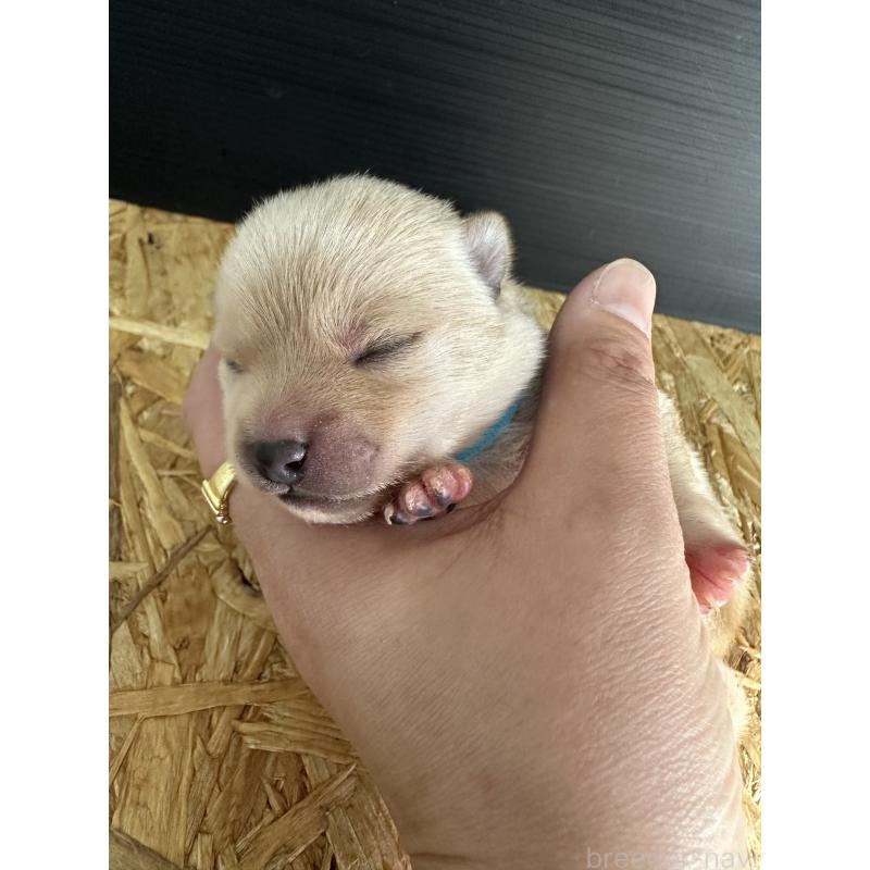 販売中の福岡県のミックス犬-439267の2枚目