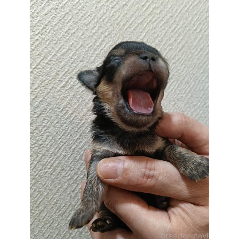 販売中の千葉県のチワワ(ロングコート)-439270の2枚目