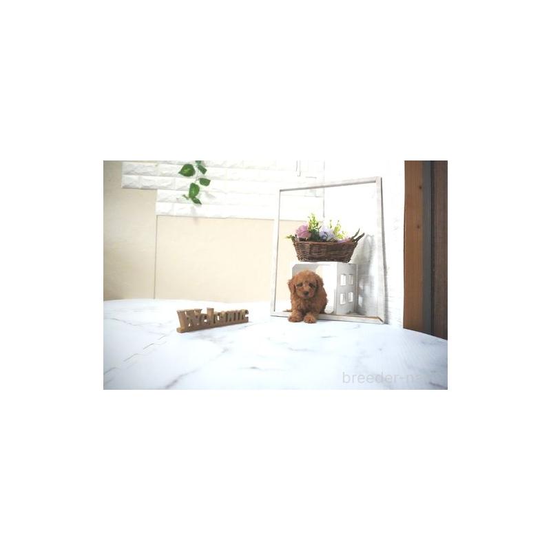 販売中の滋賀県のタイニープードル-438818の2枚目