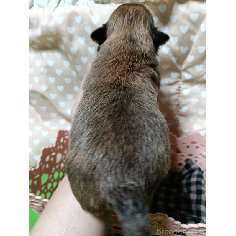 販売中の千葉県のチワワ(ロングコート)-439272の10枚目