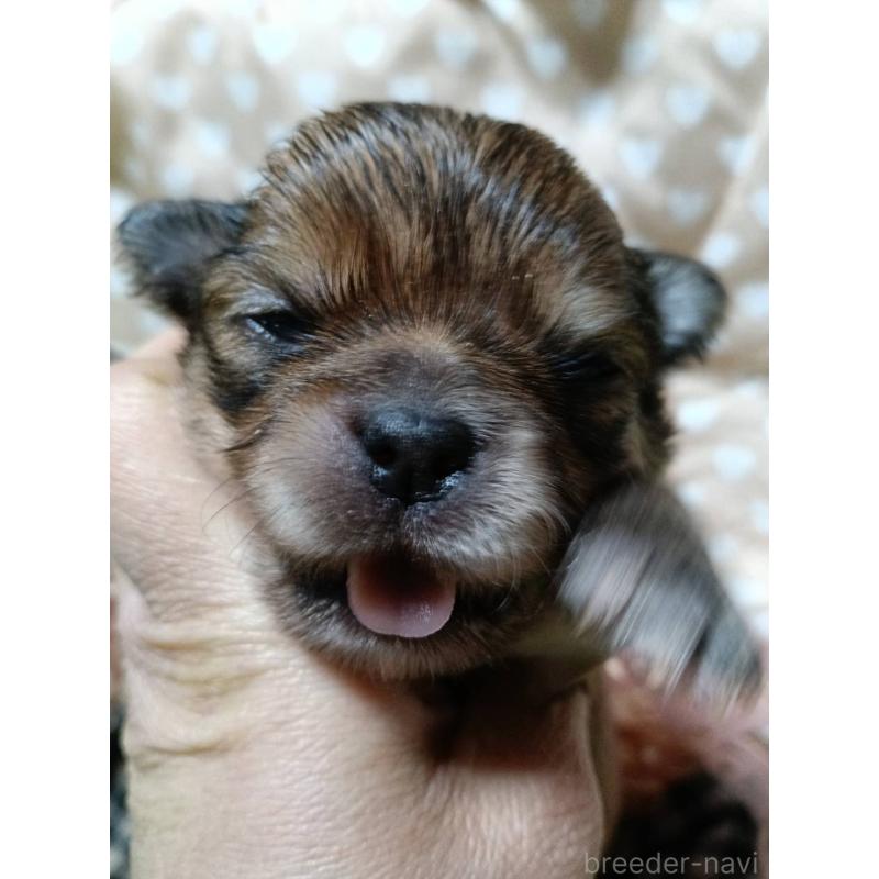 販売中の千葉県のチワワ(ロングコート)-439272の8枚目