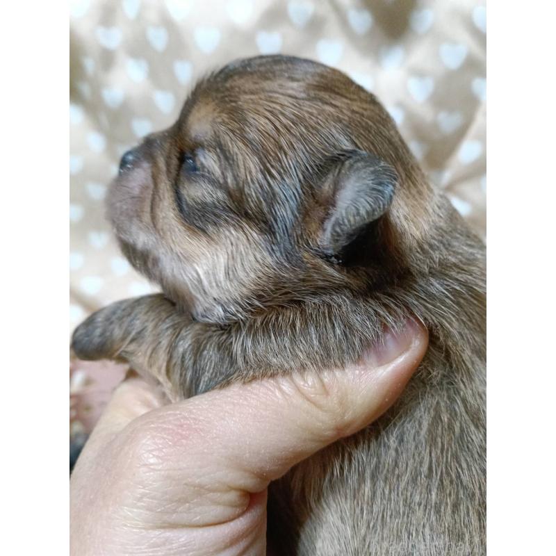 販売中の千葉県のチワワ(ロングコート)-439272の7枚目