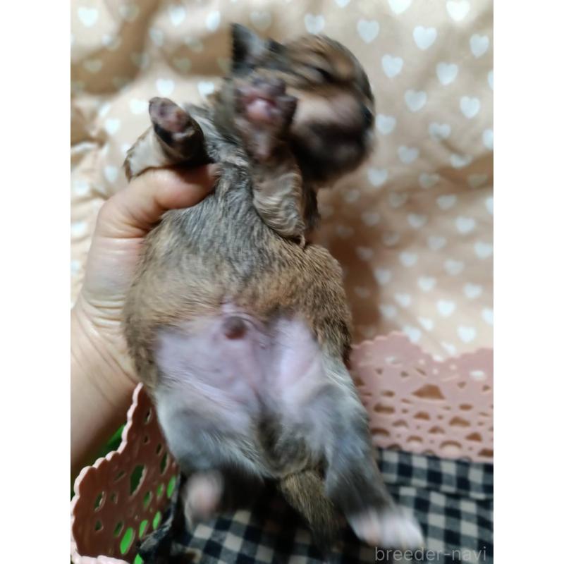 販売中の千葉県のチワワ(ロングコート)-439272の6枚目