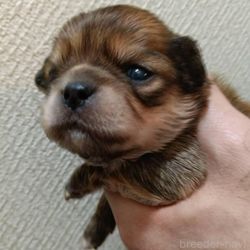 販売中の千葉県のチワワ(ロングコート)-439272の5枚目