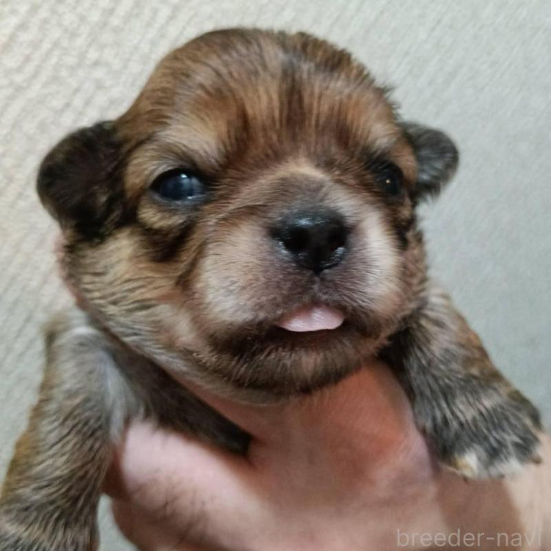 販売中の千葉県のチワワ(ロングコート)-439272の1枚目