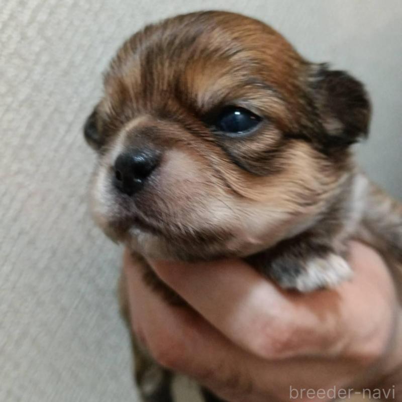 販売中の千葉県のチワワ(ロングコート)-439272の4枚目