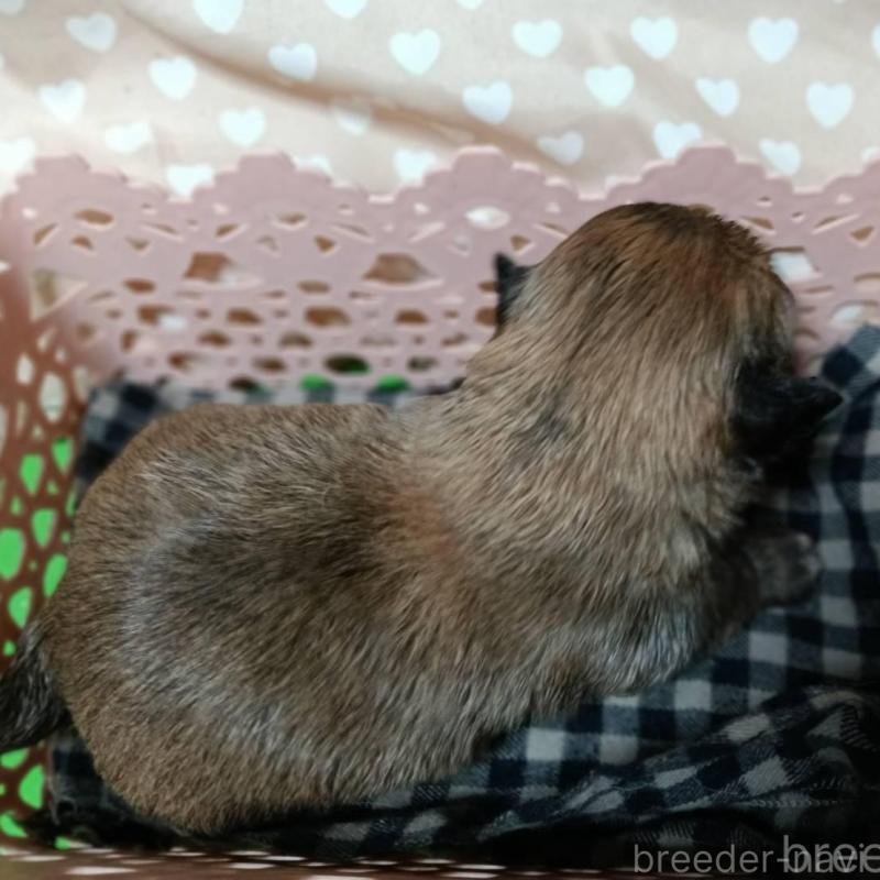 販売中の千葉県のチワワ(ロングコート)-439272の2枚目