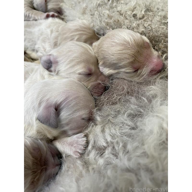 販売中の栃木県のミックス犬-439275の1枚目