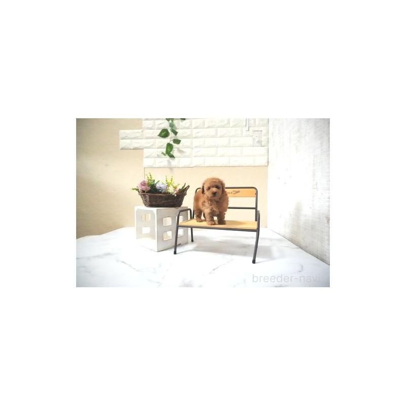 販売中の滋賀県のタイニープードル-438819の2枚目