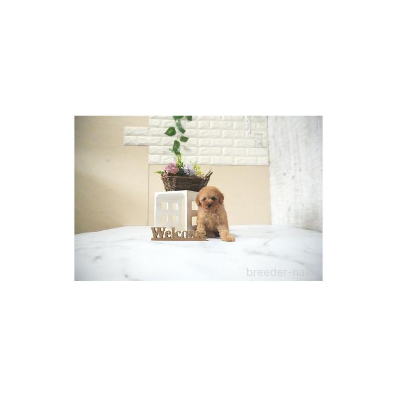 販売中の滋賀県のトイプードル-438824の5枚目