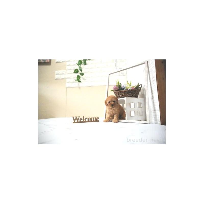 販売中の滋賀県のトイプードル-438824の2枚目