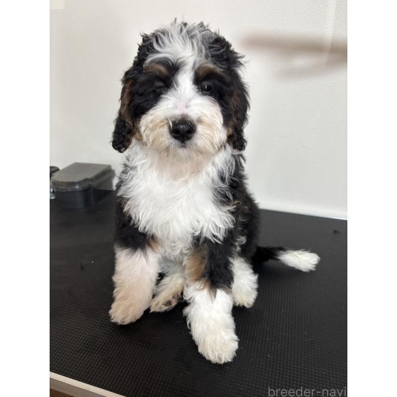 成約済の熊本県のバーニードゥードル:バーニーズ×スタンダードプードル-429406の4枚目