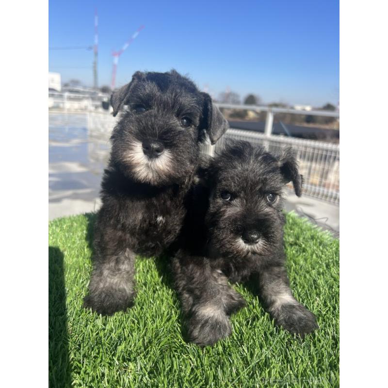 販売中の埼玉県のミニチュアシュナウザー-439279の4枚目