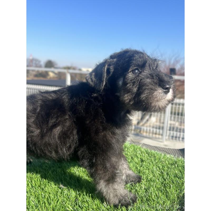 販売中の埼玉県のミニチュアシュナウザー-439279の2枚目