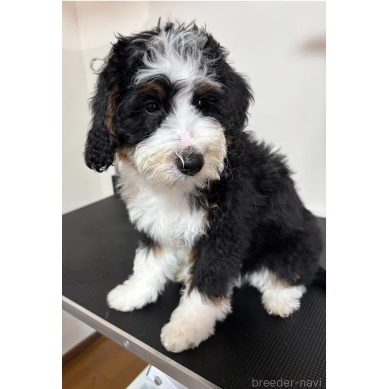 成約済の熊本県のバーニードゥードル:バーニーズ×スタンダードプードル-429406の3枚目