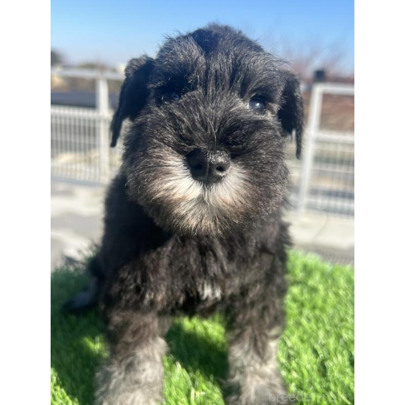 販売中の埼玉県のミニチュアシュナウザー-439279