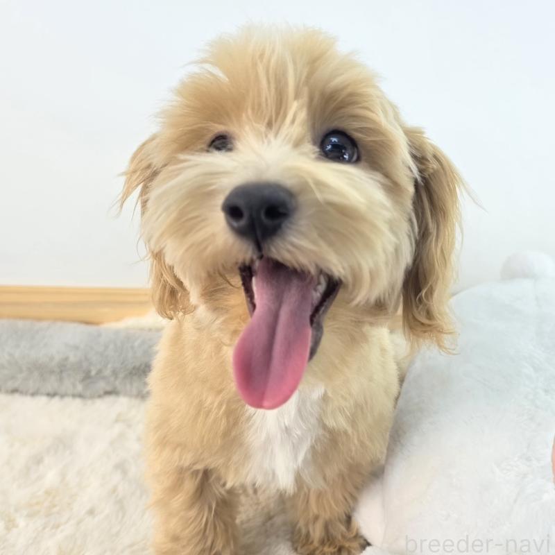 商談中の茨城県のマルプー:マルチーズ×トイプードル-412233の5枚目