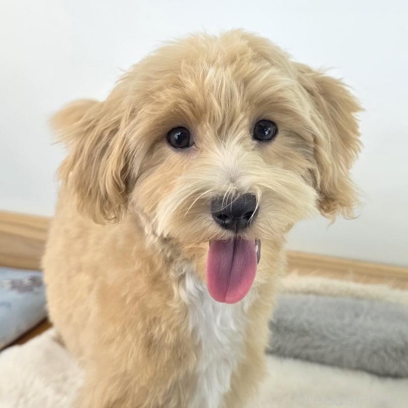 商談中の茨城県のマルプー:マルチーズ×トイプードル-412233の4枚目