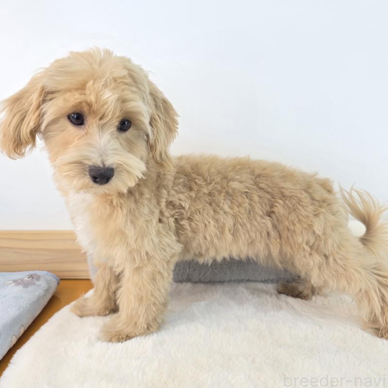 商談中の茨城県のマルプー:マルチーズ×トイプードル-412233の2枚目