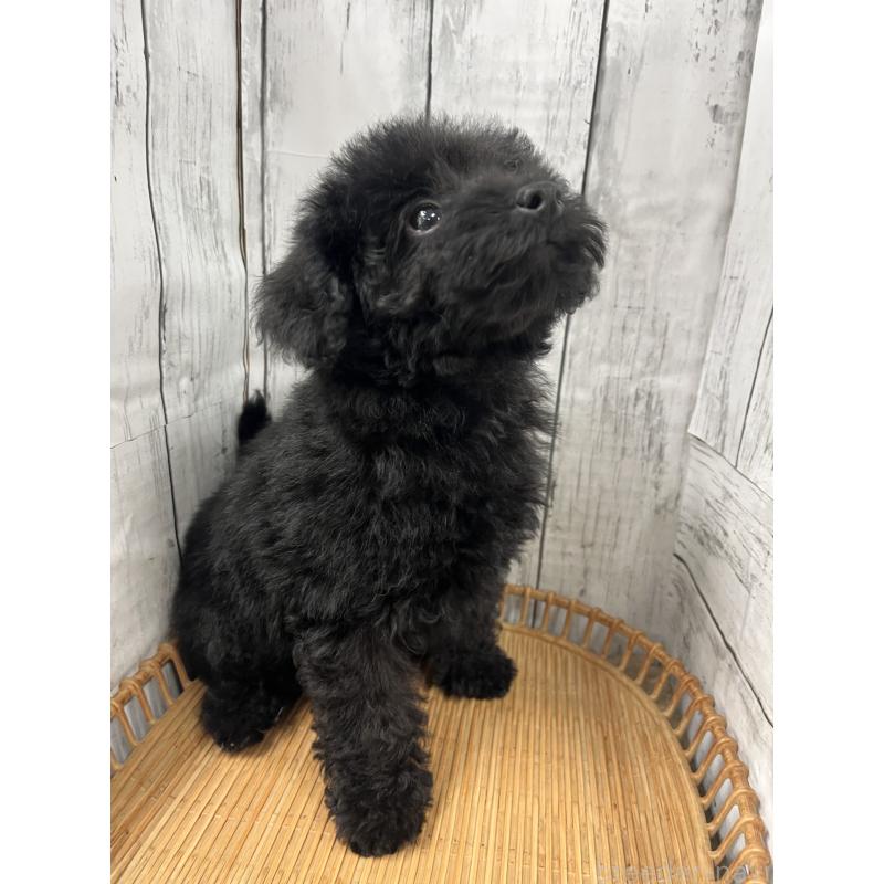 販売中の山梨県のトイプードル-439282の4枚目