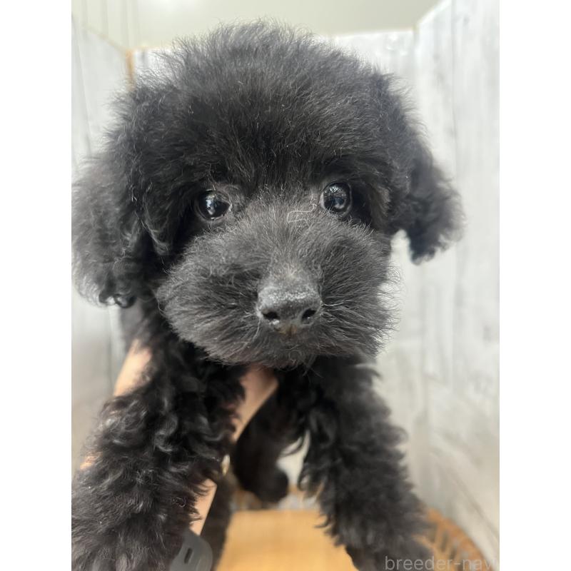 販売中の山梨県のトイプードル-439282の2枚目