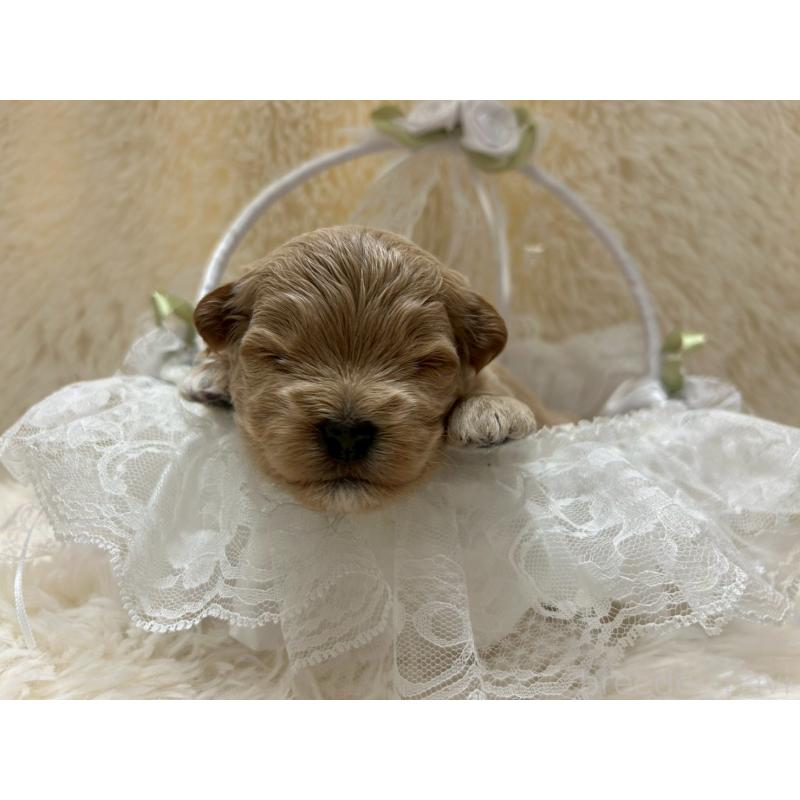 成約済の大阪府のマルプー:マルチーズ×トイプードル-437650の3枚目