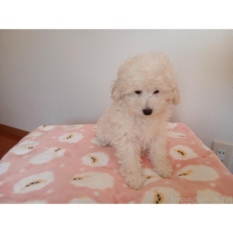 成約済の愛媛県のタイニープードル-436056の5枚目