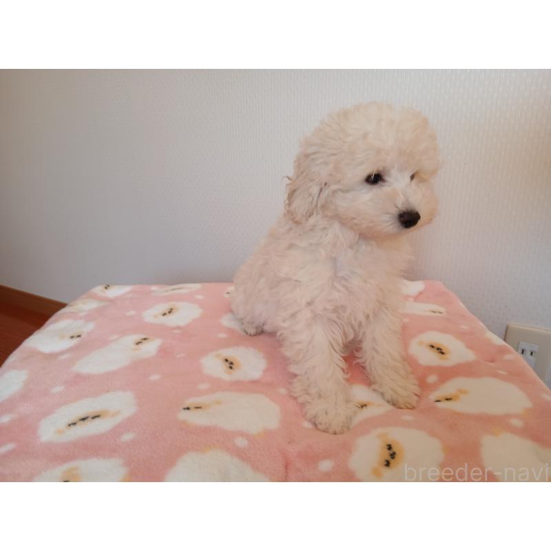 成約済の愛媛県のタイニープードル-436056の4枚目