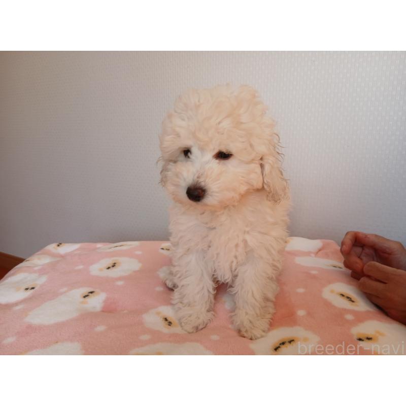 成約済の愛媛県のタイニープードル-436056の3枚目