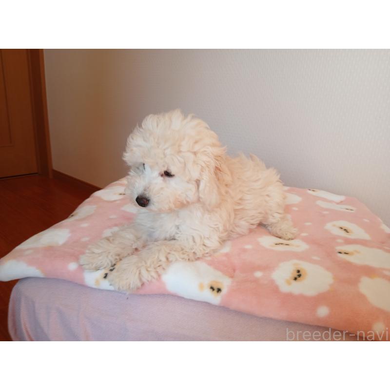 成約済の愛媛県のタイニープードル-436056の2枚目