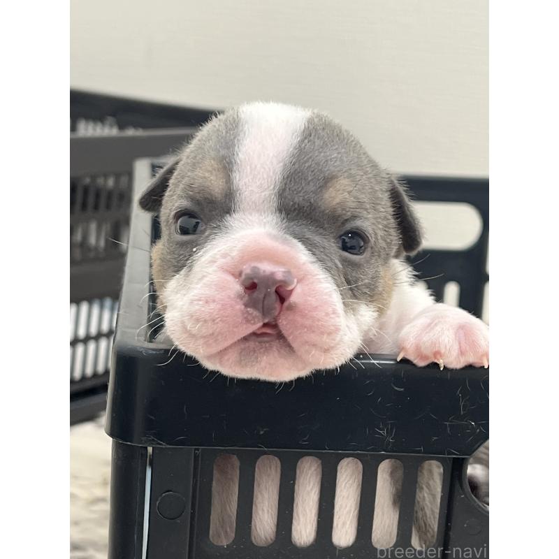 販売中の大阪府のエキゾチックブリー-437969