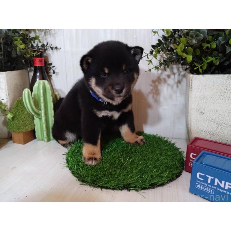 販売中の三重県の豆柴-439283の15枚目