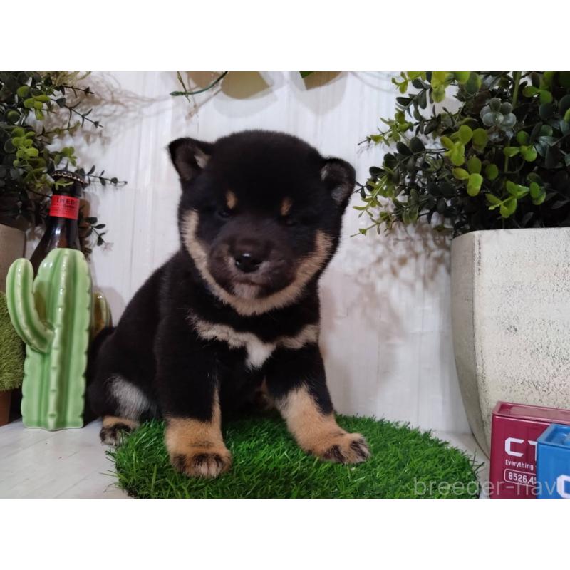 販売中の三重県の豆柴-439283の13枚目